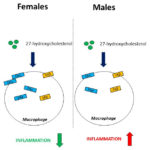 Inflammatory differences between men and women uncovered by 27-hydroxycholesterol. AoS