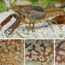孤雌大理石纹小龙虾对科学和自然的入侵