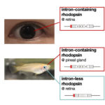 AoS. Retroduplication of rhodopsin gene 400 million years ago diversified the photoreception in fishes.