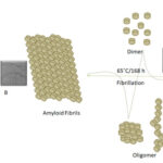 AoS. Effect of synergism of small molecules against fibrillation process of human serum albumin.