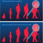 AoS. Reprogramming skin into brain to study aging and age-related brain diseases.