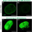 The protein TMEM147 is a novel regulator of cholesterol homeostasis in human cells