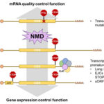 AoS. Nonsense-mediated mRNA decay (NMD)