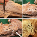 AoS. The anterolateral ligament of the knee – an anatomical phantom