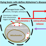 AoS. Extracellular cytochrome c