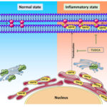 AoS. Targeted GRP78 pathway for improved vision in diabetic retinopathy.