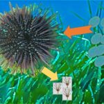 《超能。底栖硅藻对海洋无脊椎动物的有害影响。