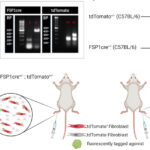 AoS. In vivo 2-color multiphoton imaging of genetic reporter fibroblasts in the skin.