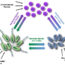 AoS. Rapid Monitoring of the Impact of Polymicrobial Infections Using Electrochemical Sensors