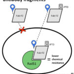 AoS. A Molecular Passport Authorizes Intracellular Travel for a Potential Cancer.