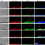 Method to measure calcium signaling in nanometer-sized primary cilia