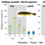 Do pufferfish selectively accumulate toxins?