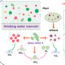 The algal organic matter: A novel carbon source to enhance the nitrogen removal in situ of aerobic denitrifiers