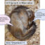 Hibernating chipmunk's brain senses loss of energy
