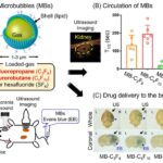 AoS. Gas types affect stability of microbubbles and ultrasound mediated brain-targeted drug delivery