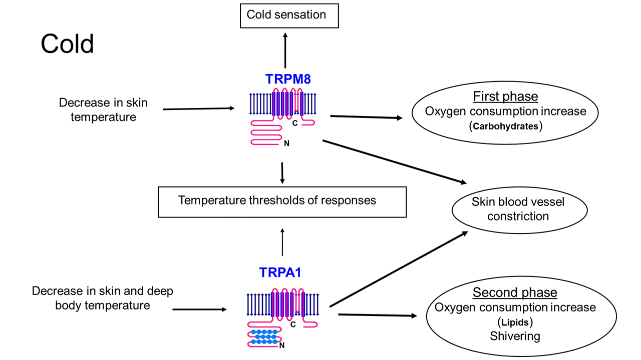 manbetx登录下载科学地图集。如果您很冷，则两个冷敏感的离子通道TRPM8和TRPA1做
