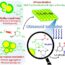 Synergies between ultrasound and aminated nanoparticles in the synthesis of DHP pharmaceuticals