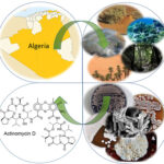 《超能。阿尔及利亚生态系统中的放线菌是生物活性分子的丰富来源