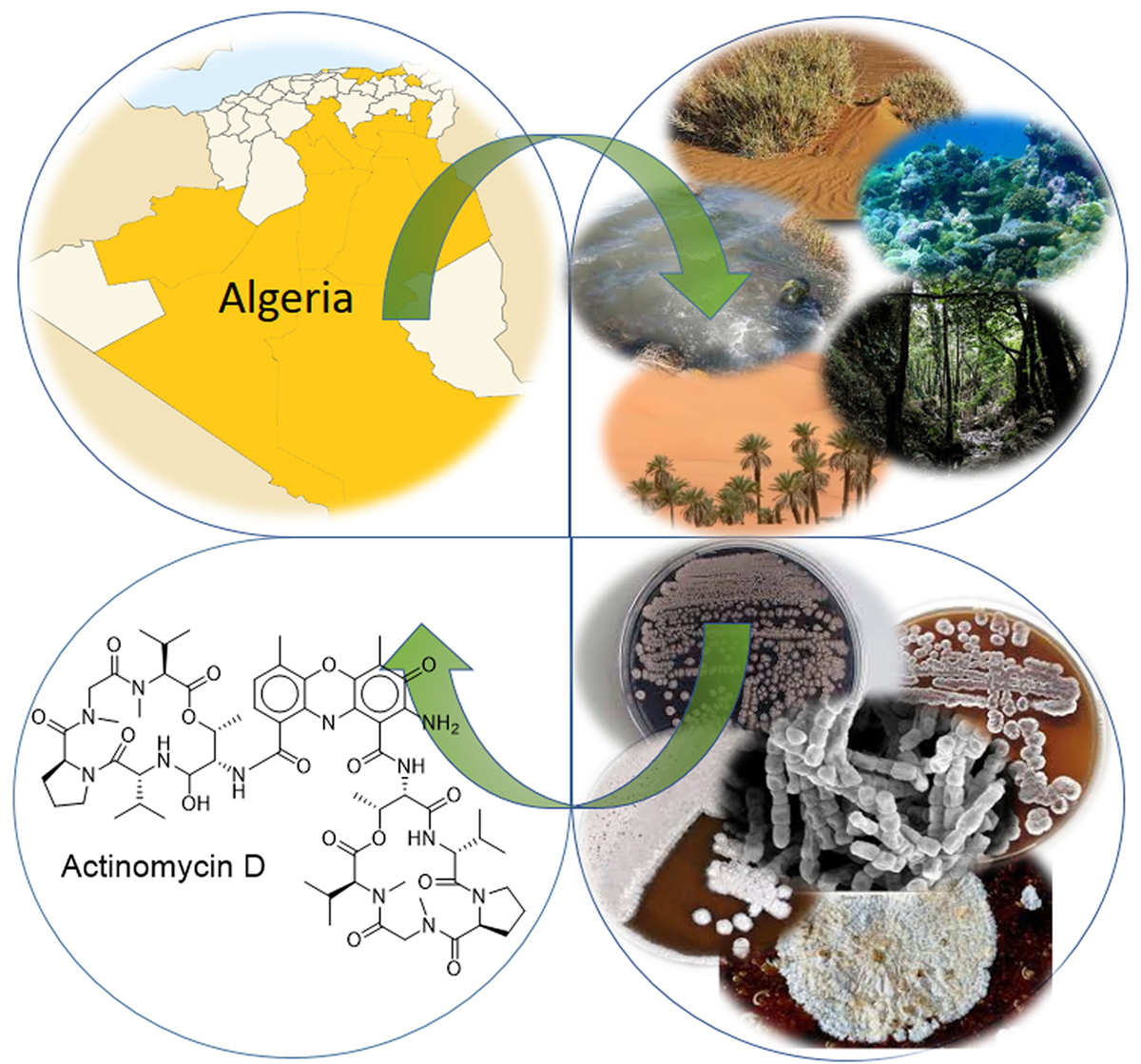 Atlas of Science. Actinobacteria from Algerian ecosystems as a rich source