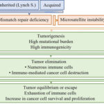 AoS. Defects in mismatch repair increase cancer risk and influence treatment selection