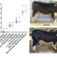 公牛基因编辑后的后代的奶和肉可以安全食用吗?