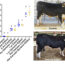 AoS. Is milk and meat from the offspring of a bull genome edited to have no horns safe to eat?