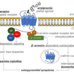 AoS. Modulation of intracellular dopamine signaling by aripiprazole may cause malocclusion as an extrapyramidal symptom