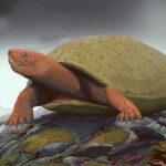 《超能。在新墨西哥州祖尼盆地发现了与恐龙一起生活的9000万年前的新海龟化石