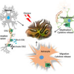 EBI2 receptor in different brain cells and its role in brain disease
