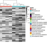 Heat map of differentially abundant plant growth-beneficial functions
