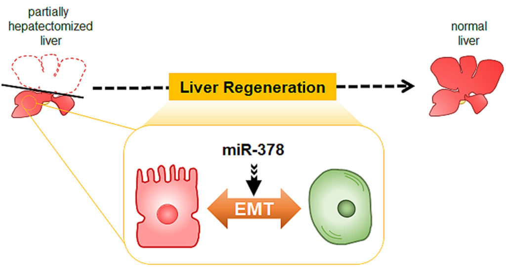 Scheme of miR-378 function during liver regeneration. Atlas of Science