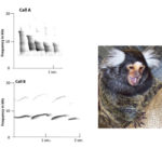 Marmosets know the meaning of a food call. Atlas of Science