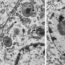 Any cell organelle can be the starting point for toxicant and pathogen-induced cell death