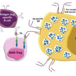 AoS. Antigen-expressing regulatory T cells can protect against allergic reactions