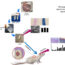 3D-bioengineered human amniotic membrane scaffold for improvement of wound healing in diabetic rats