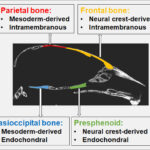 AoS. Autophagy suppression decreases craniofacial bone mass