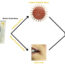 《超能。L-Mesitran Medical Grade Honey works better for treating cold sores than conventional treatments