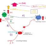 AoS. Orexin-A regulates dopamine D2 receptor in the mesolimbic circuit