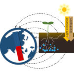 AoS. The Root Is An Idea System to Study Magnetobiology in Plants