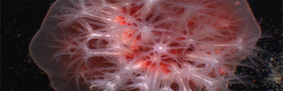 What pH at the sites of calcification of an octocoral tells us
